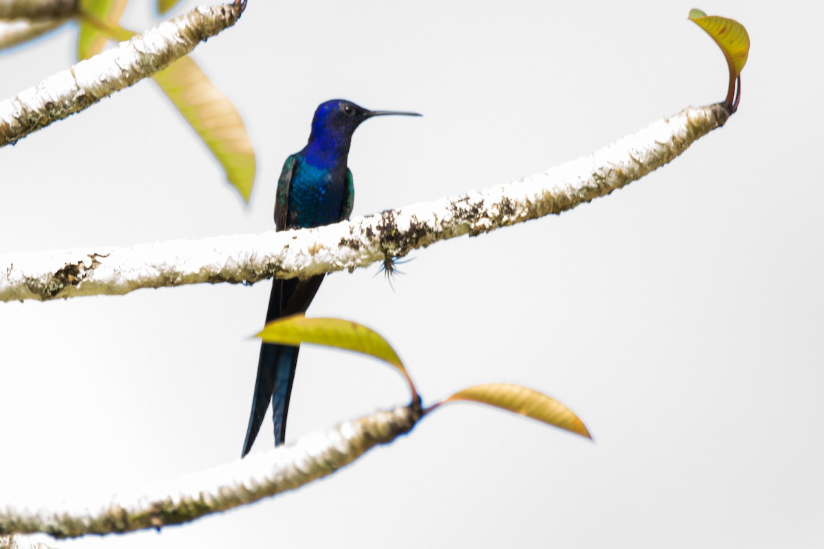 Swallow-tailed Hummingbird - ML440598971