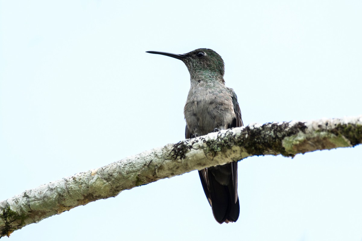 Colibri vert et gris - ML440599391