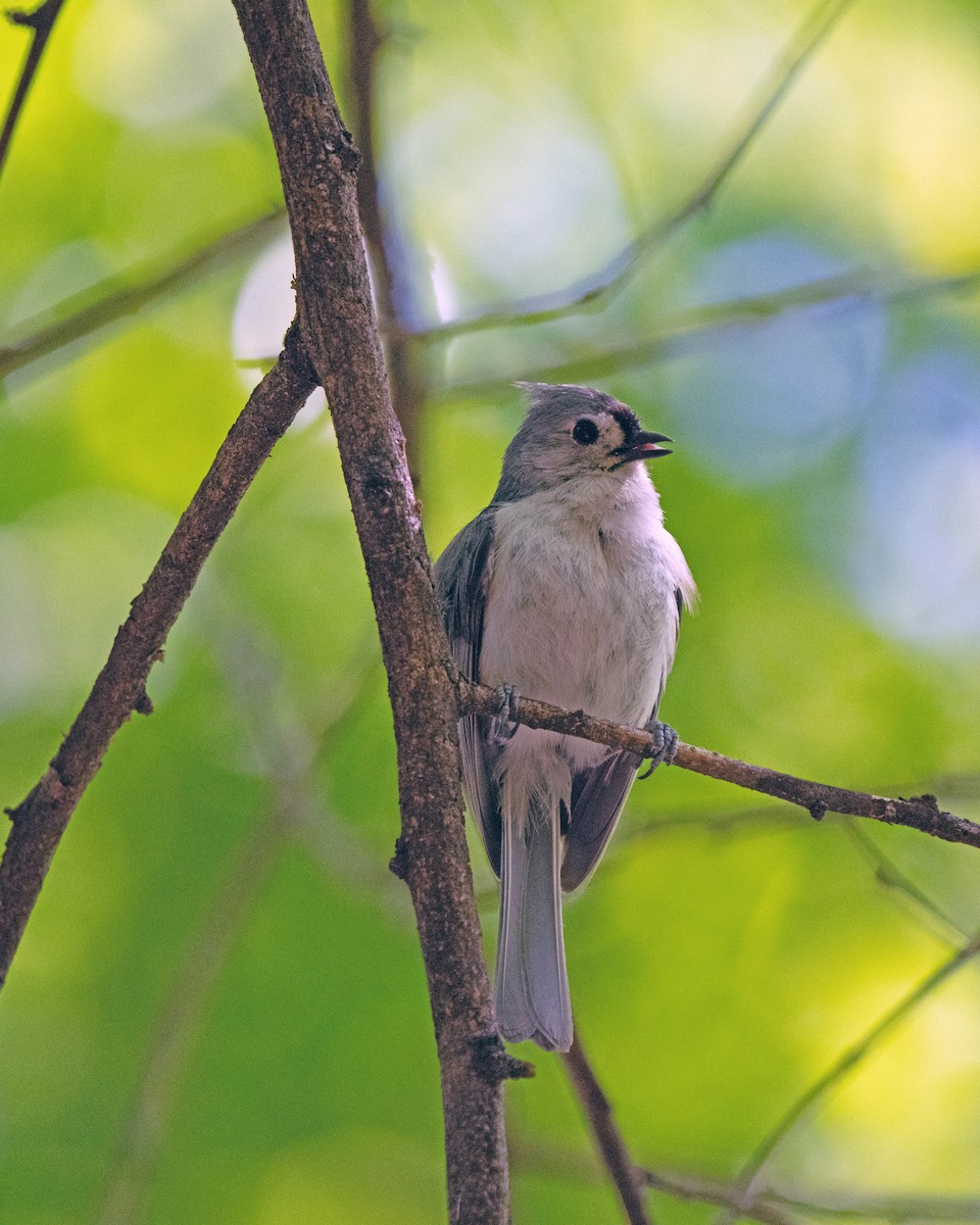 Tufted Titmouse - ML440599571