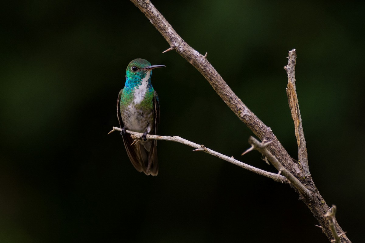 Versicolored Emerald - Eduardo Vieira 17