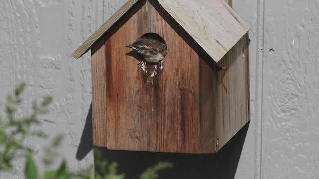 Carolina Wren - ML440599711