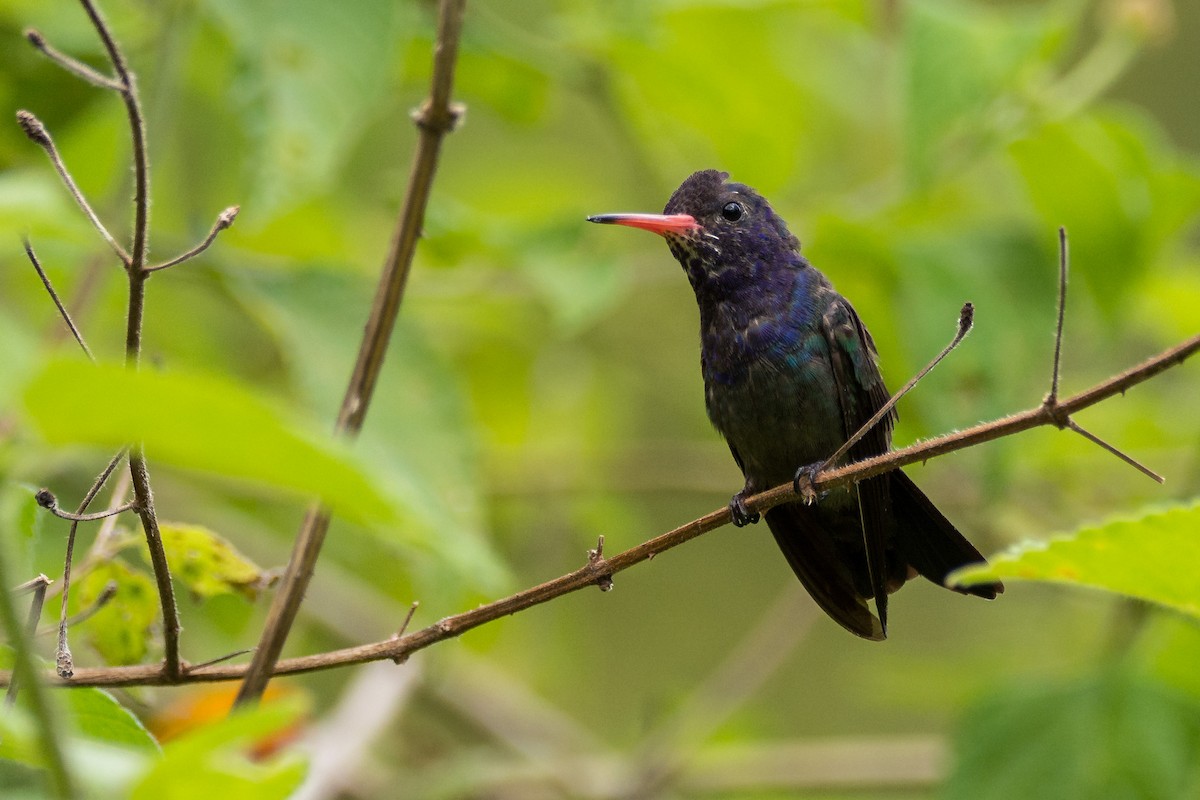 White-chinned Sapphire - ML440600021