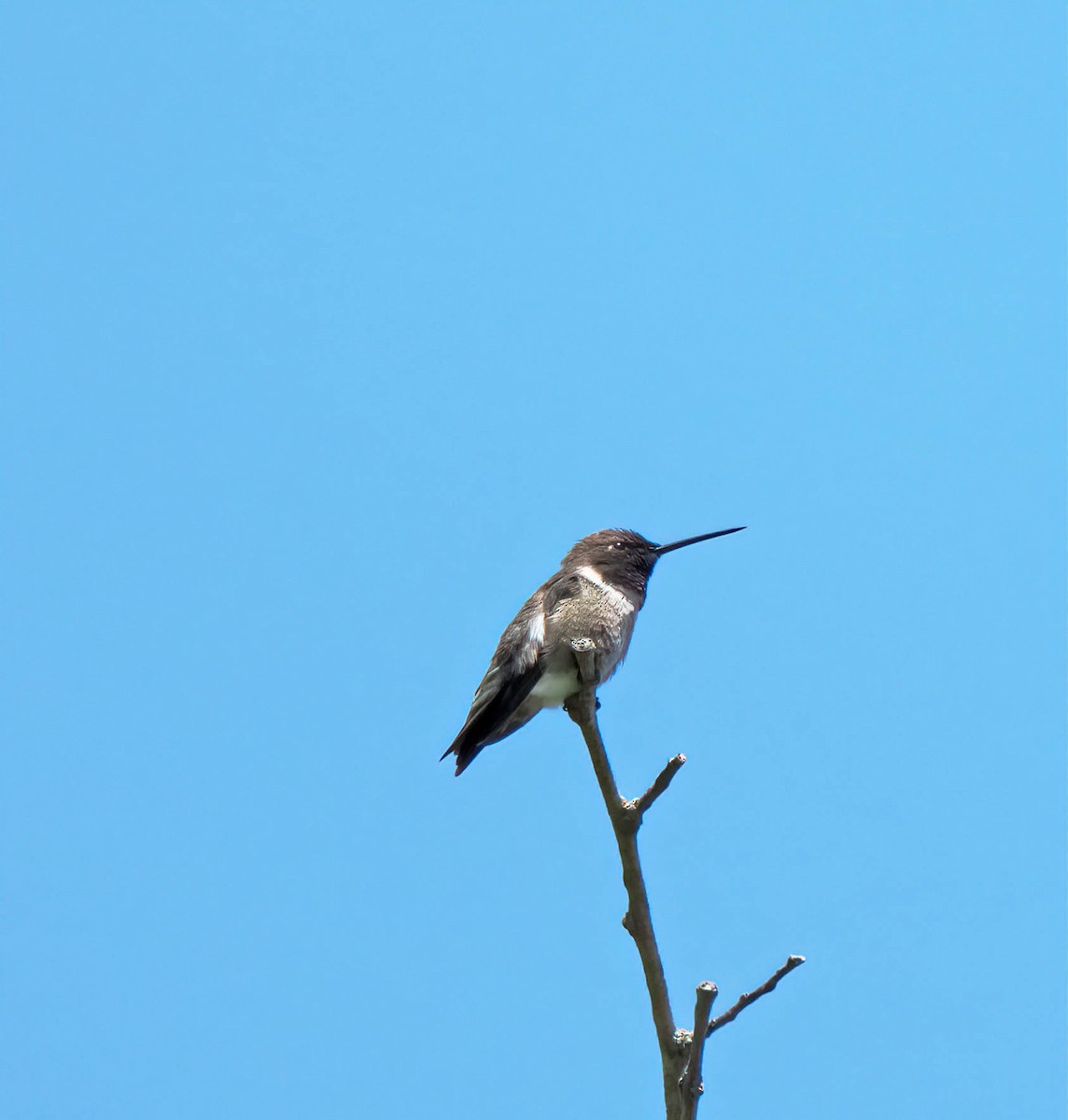 Black-chinned Hummingbird - ML440600821