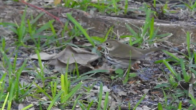 Ovenbird - ML440600921