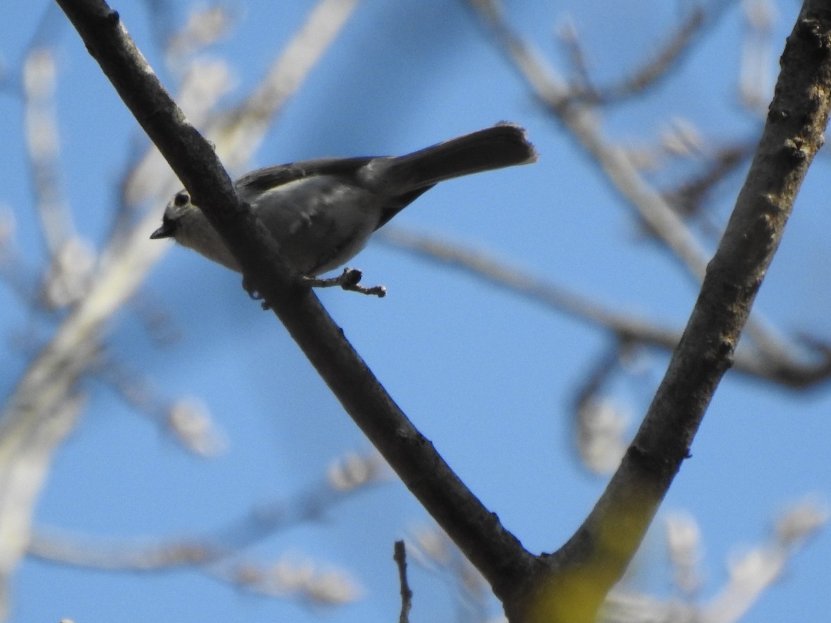 Tufted Titmouse - ML440603311