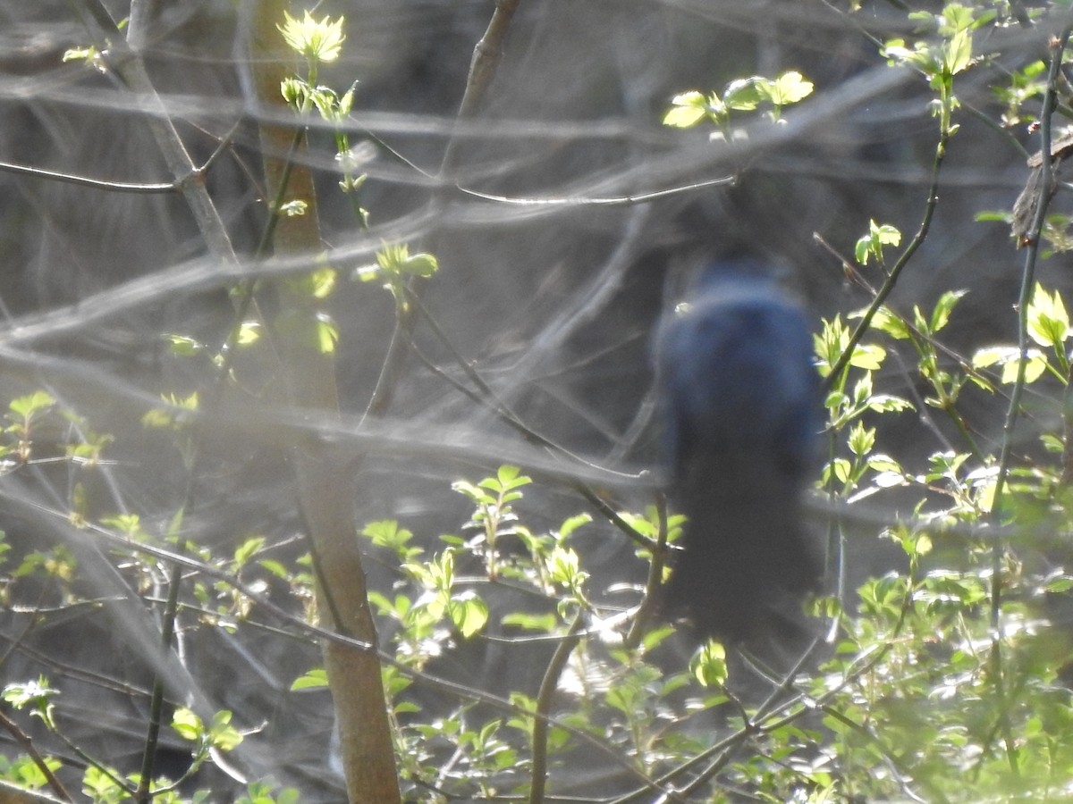 Gray Catbird - ML440603351