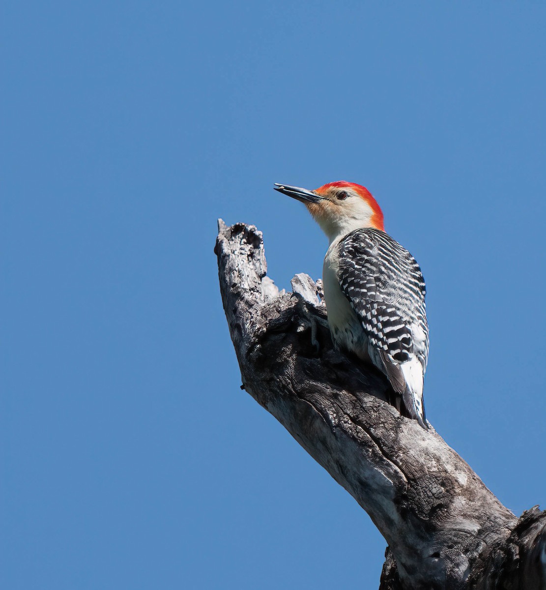 Red-bellied Woodpecker - ML440603731