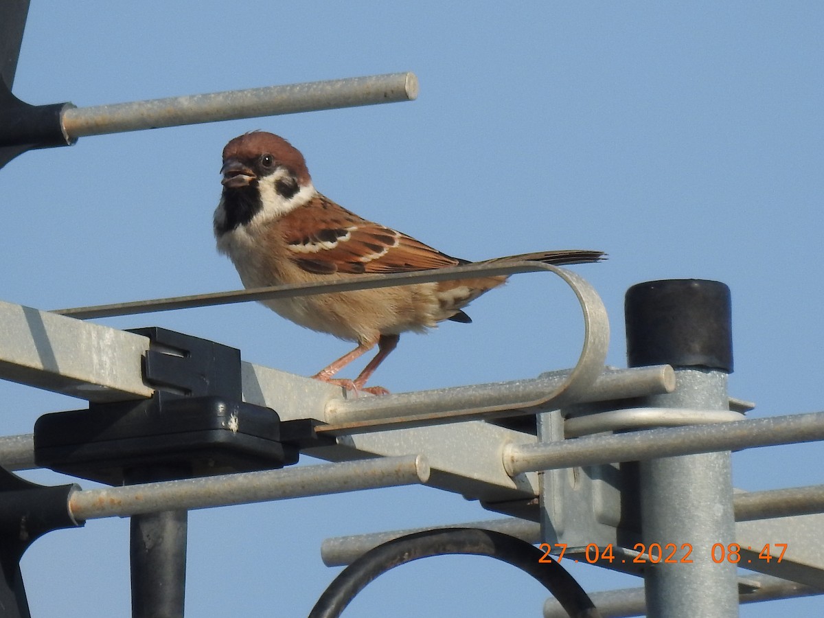 Eurasian Tree Sparrow - Trevor Oliver