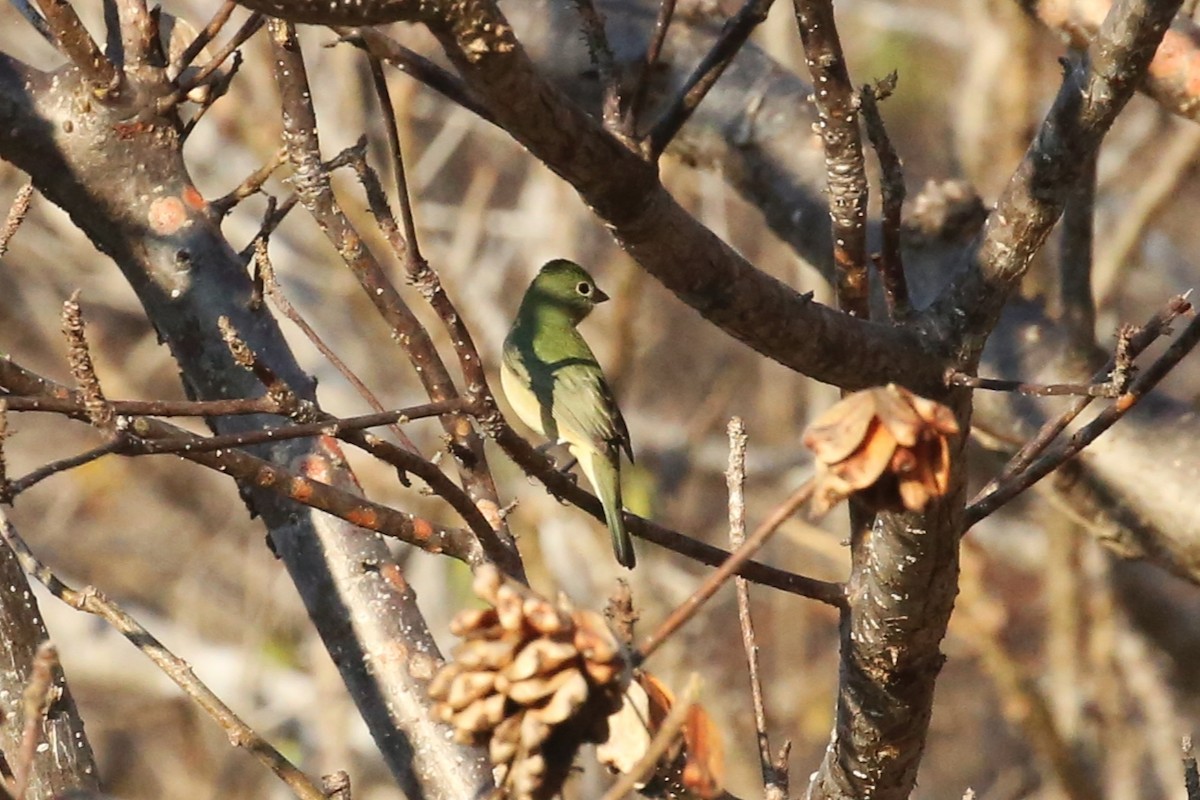 Painted Bunting - ML440604811