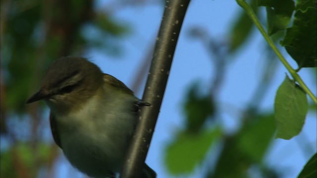 Vireo Ojirrojo - ML440606