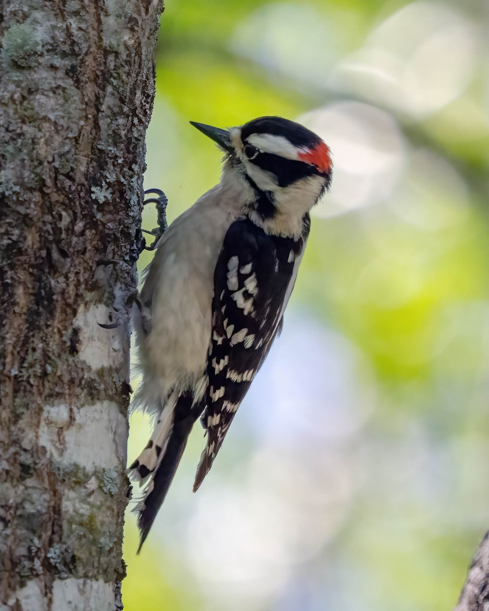 Downy Woodpecker - ML440606241