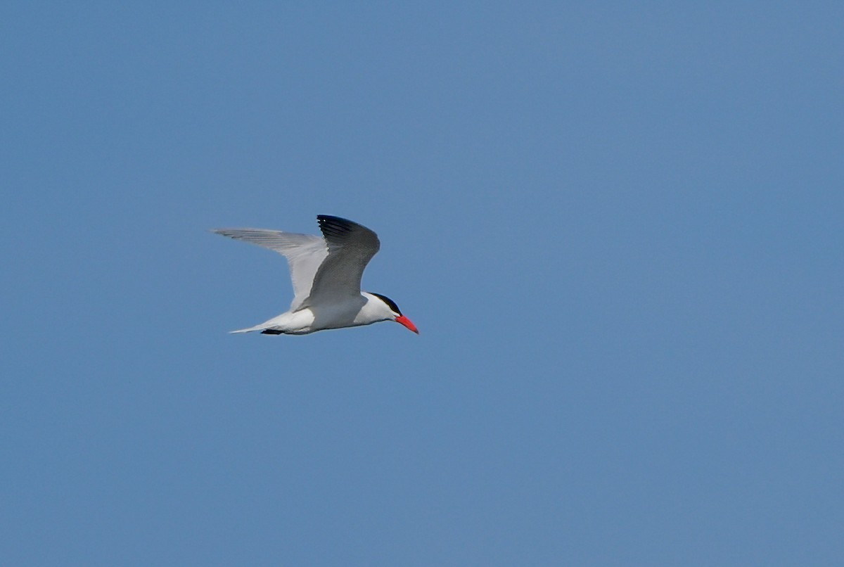 Caspian Tern - ML440606271