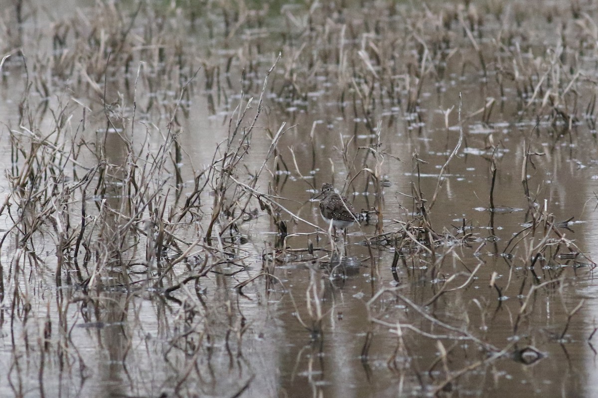 Solitary Sandpiper - ML440606431