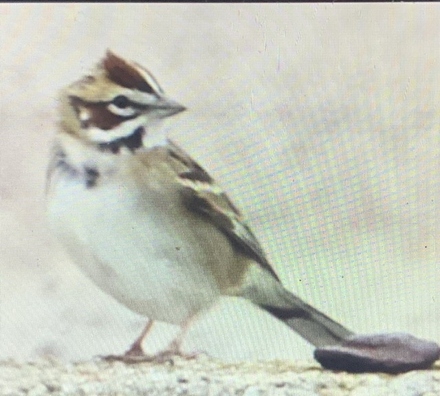 Lark Sparrow - ML440606811