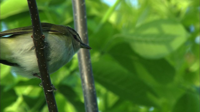 Red-eyed Vireo - ML440607