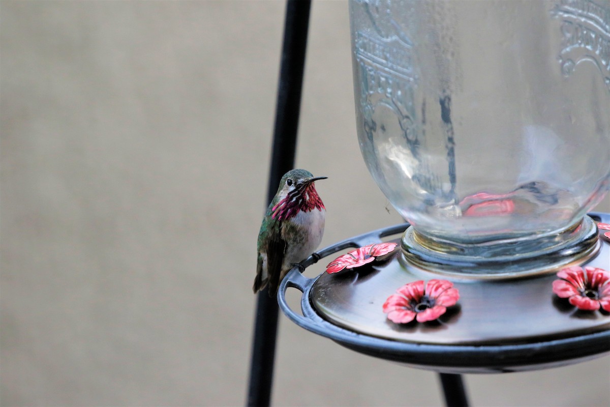 Calliope Hummingbird - ML440607461