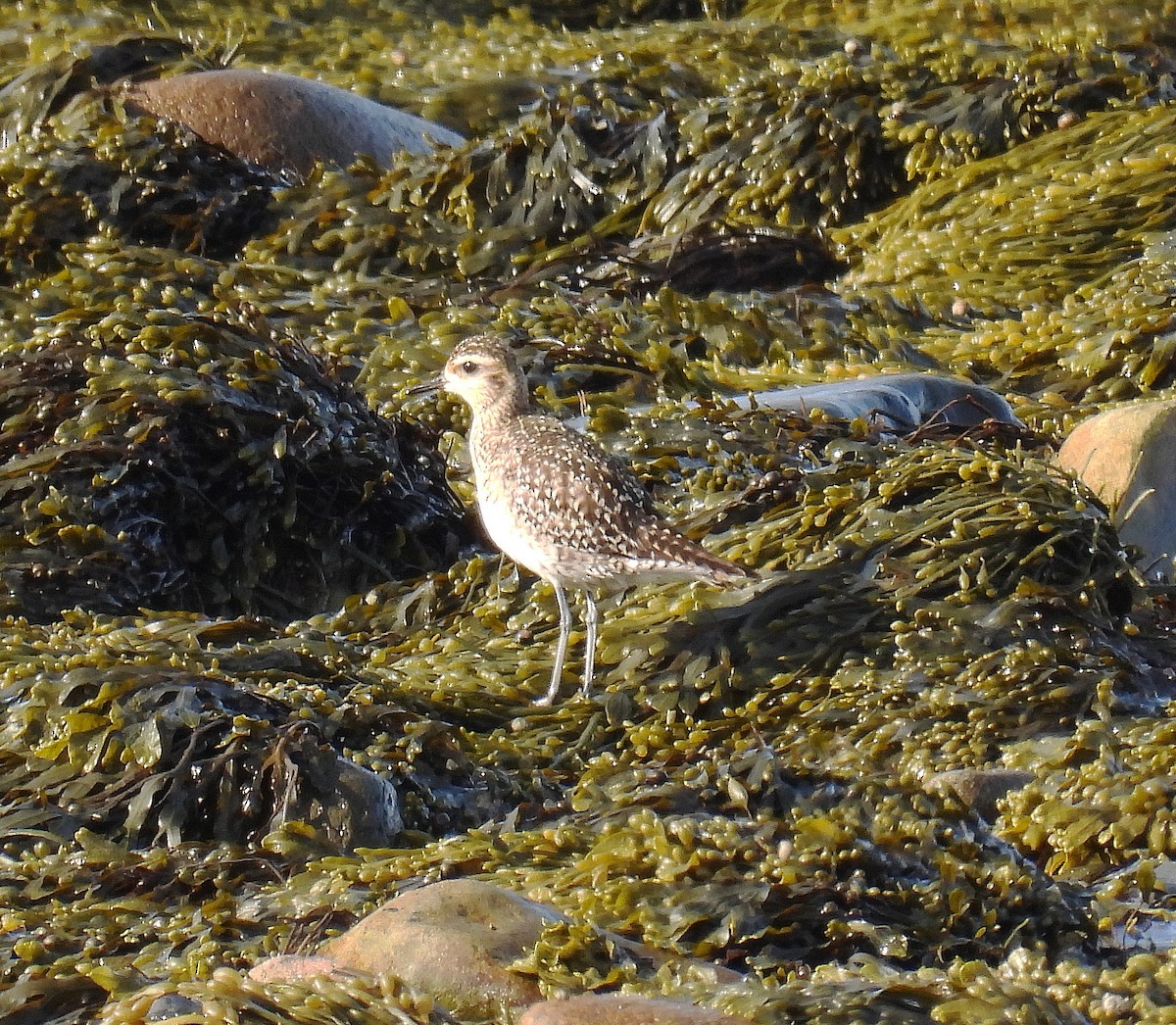 Pacific Golden-Plover - ML440607761