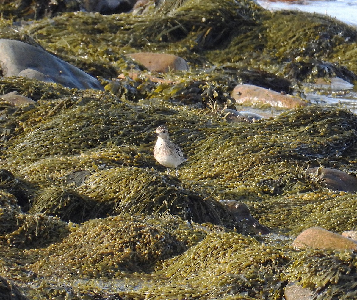 Tundra-Goldregenpfeifer - ML440607891