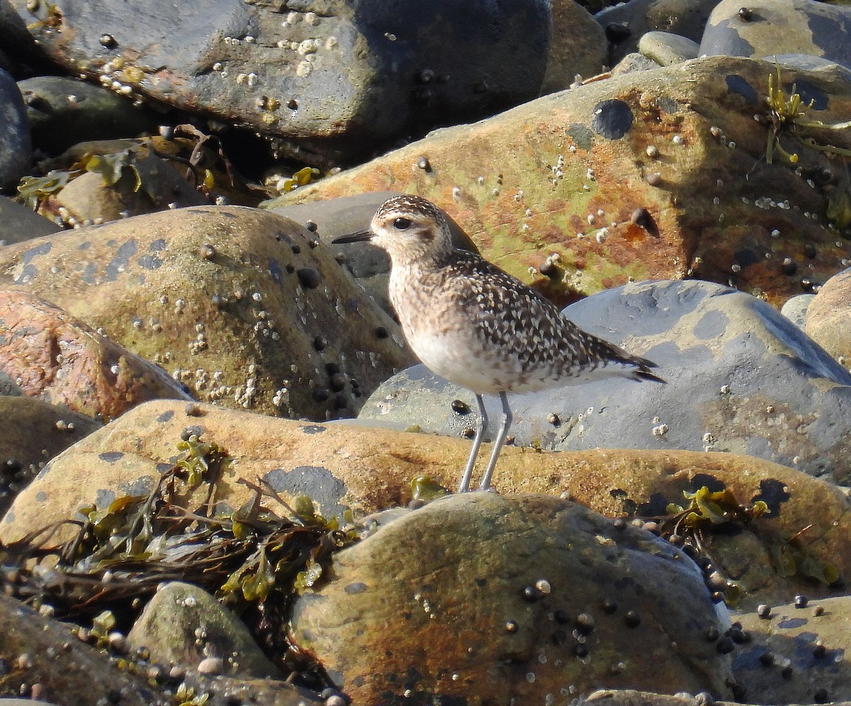 Pacific Golden-Plover - ML440608191