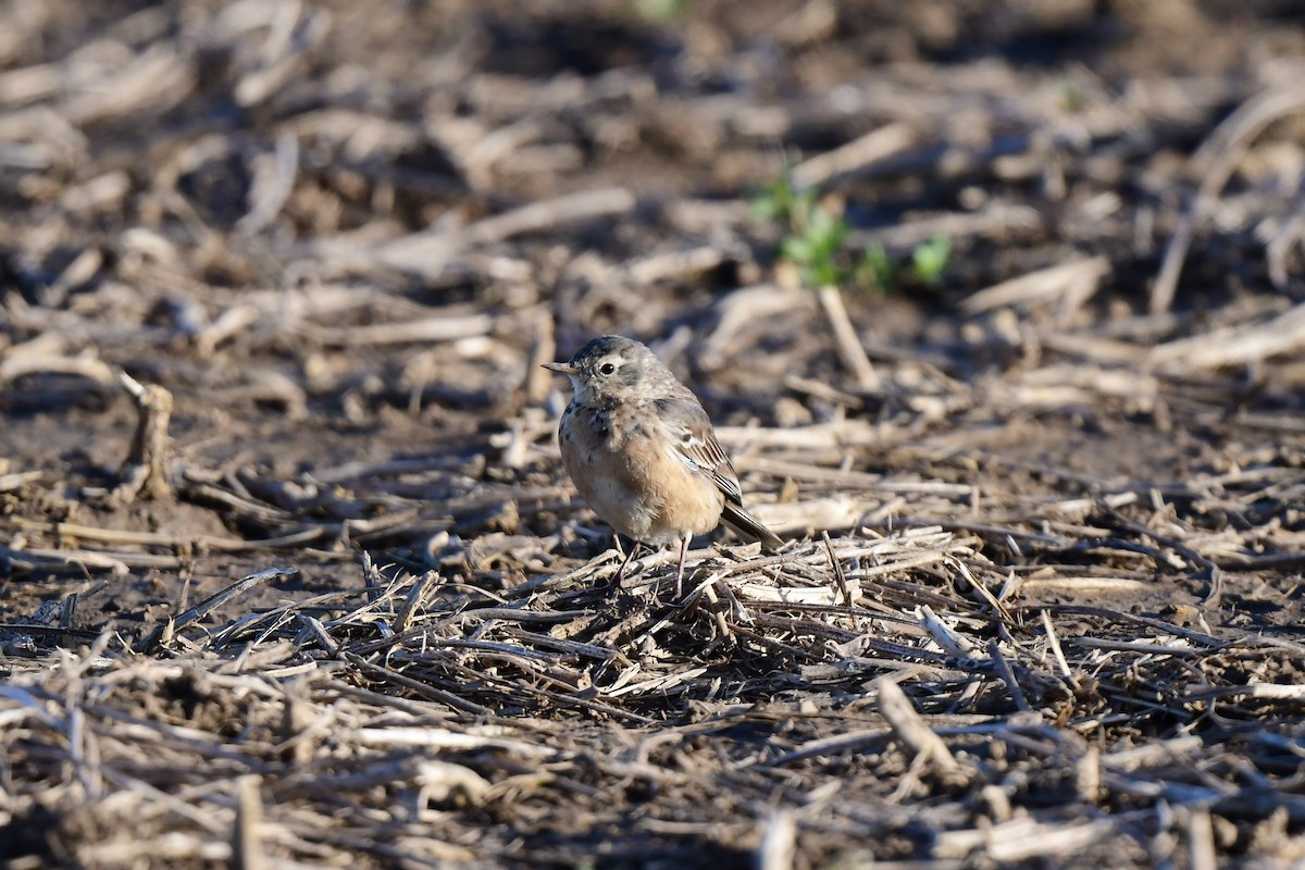 Pipit d'Amérique - ML440608441