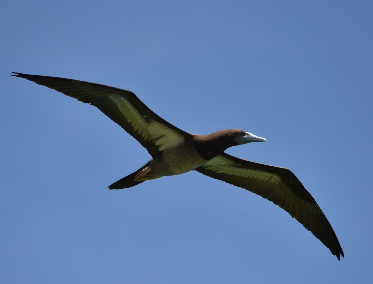 Brown Booby - ML44060931