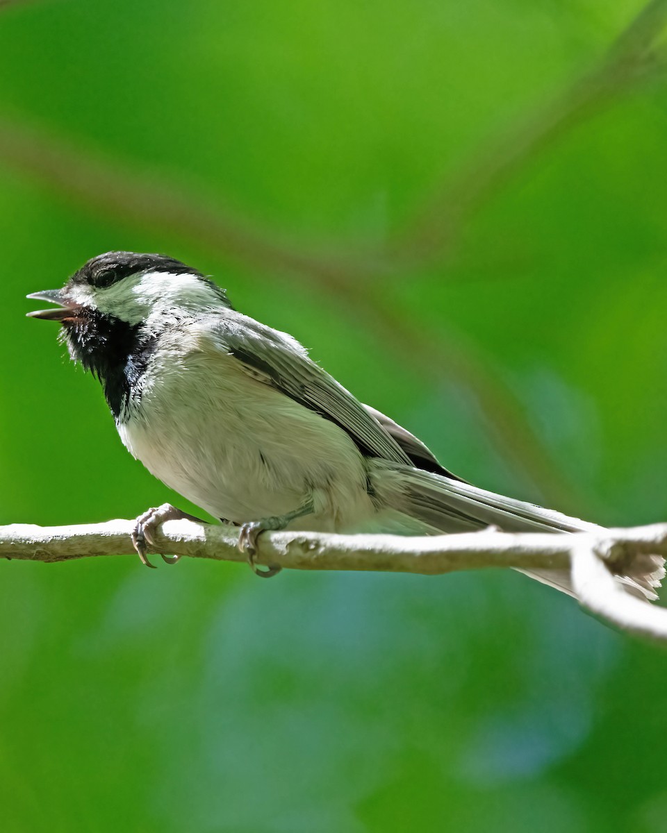 Carolina Chickadee - ML440609541