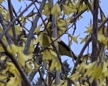 Wilson's Warbler - ML440611801