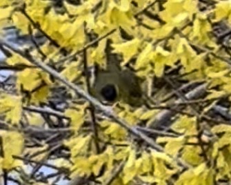 Wilson's Warbler - ML440611931