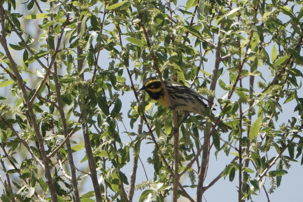 Townsend's Warbler - Sara Griffith