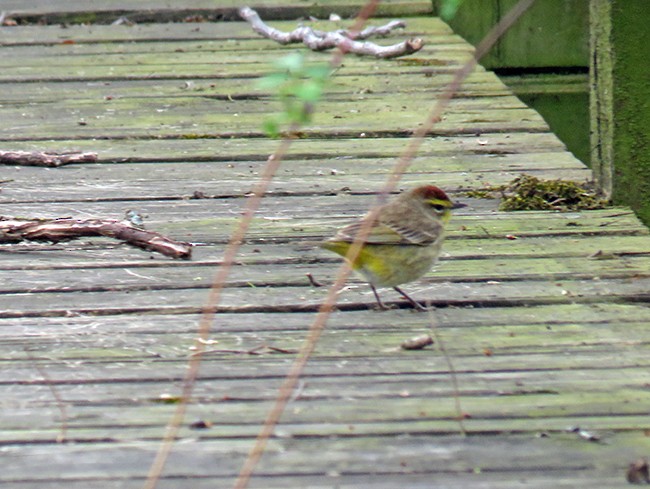 Palm Warbler - ML440613511