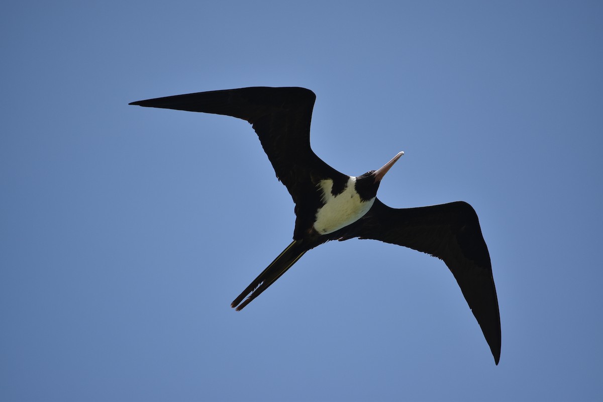 Christmas Island Frigatebird - ML44061371