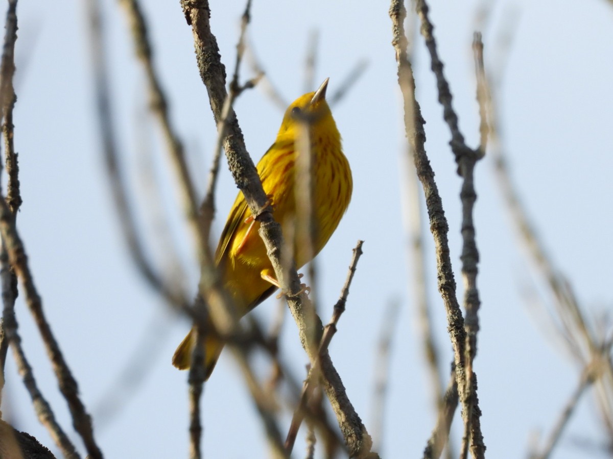 Yellow Warbler - ML440613921
