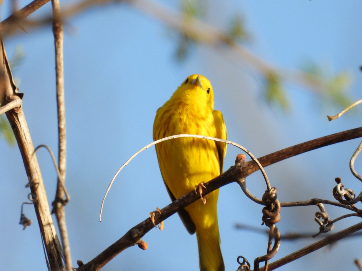 Yellow Warbler - ML440613991