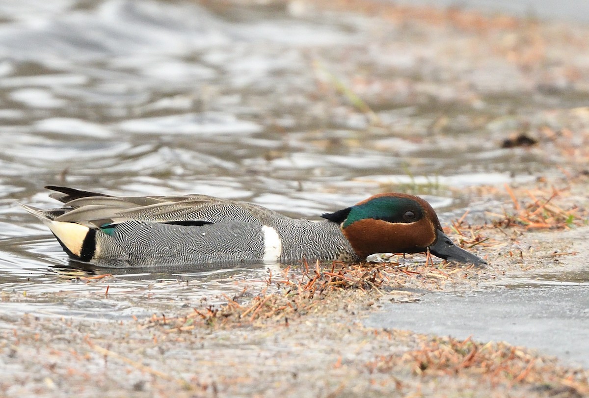 Green-winged Teal - ML440614081