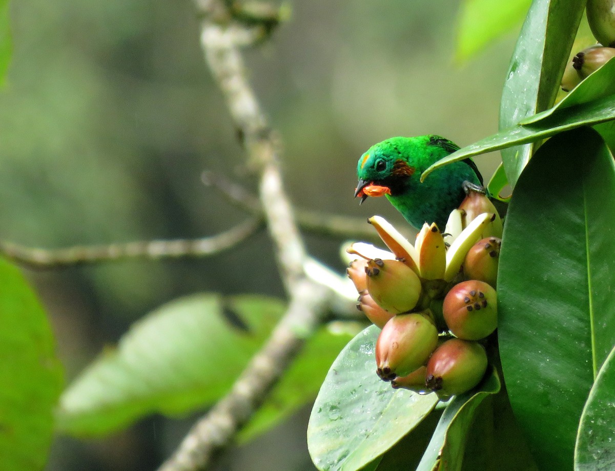 Orange-eared Tanager - Iván Lau