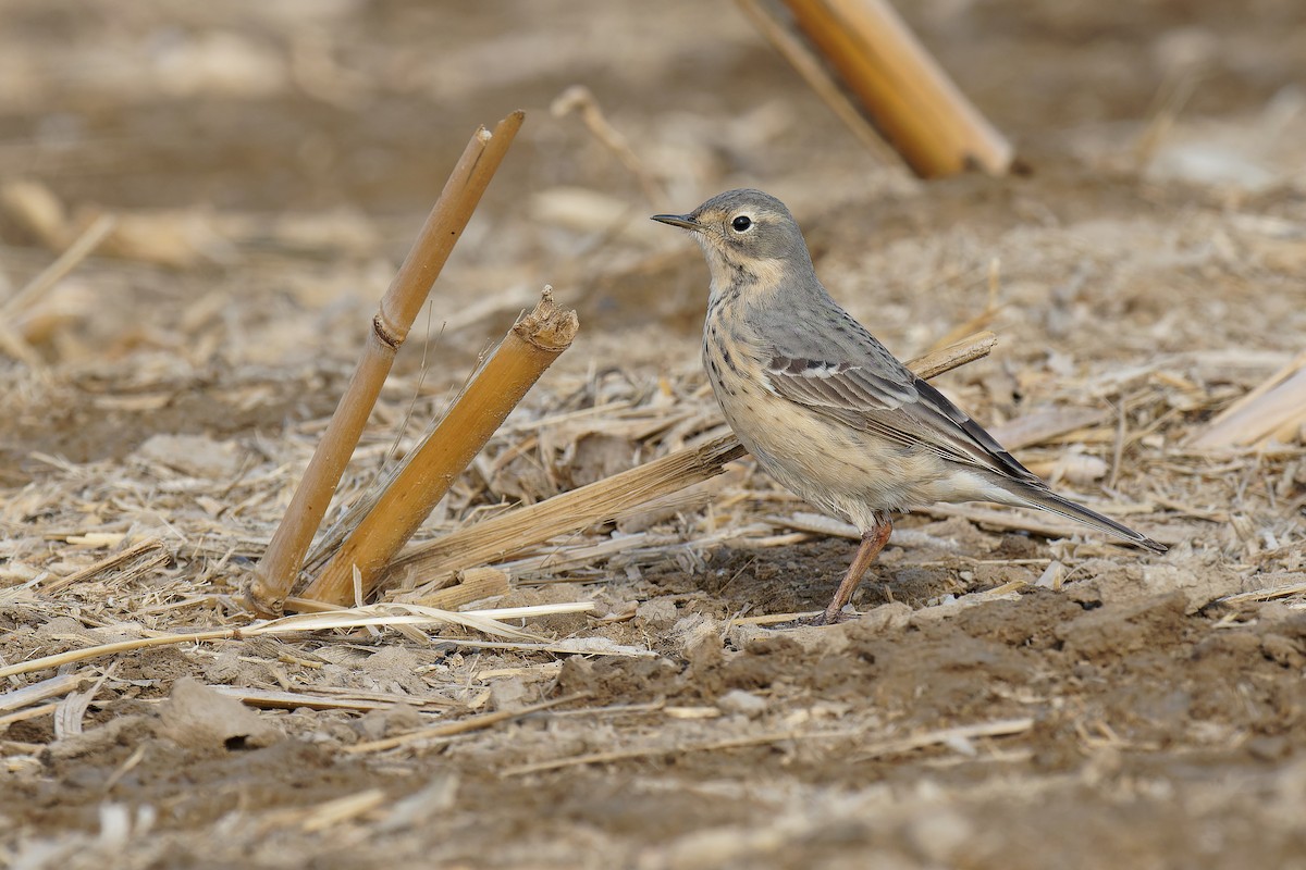 Siberian Pipit - Vincent Wang