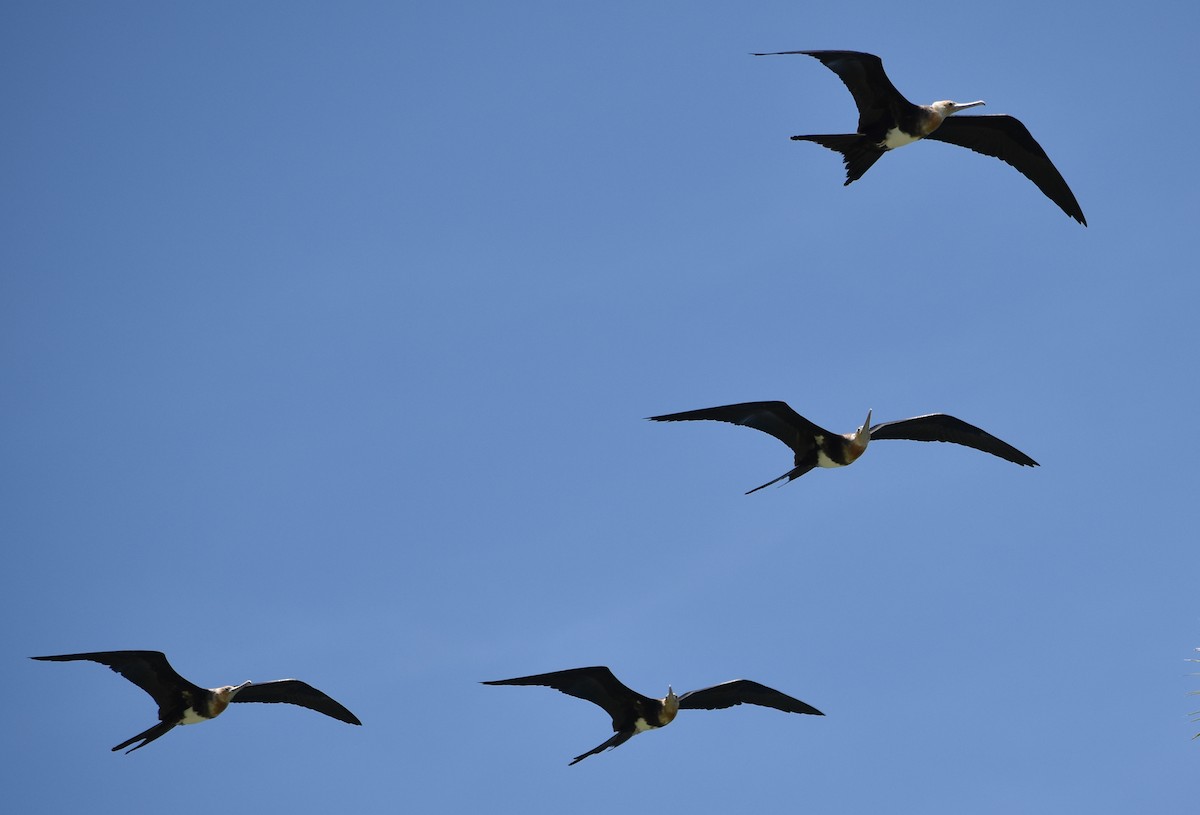 Christmas Island Frigatebird - Bill Bacon