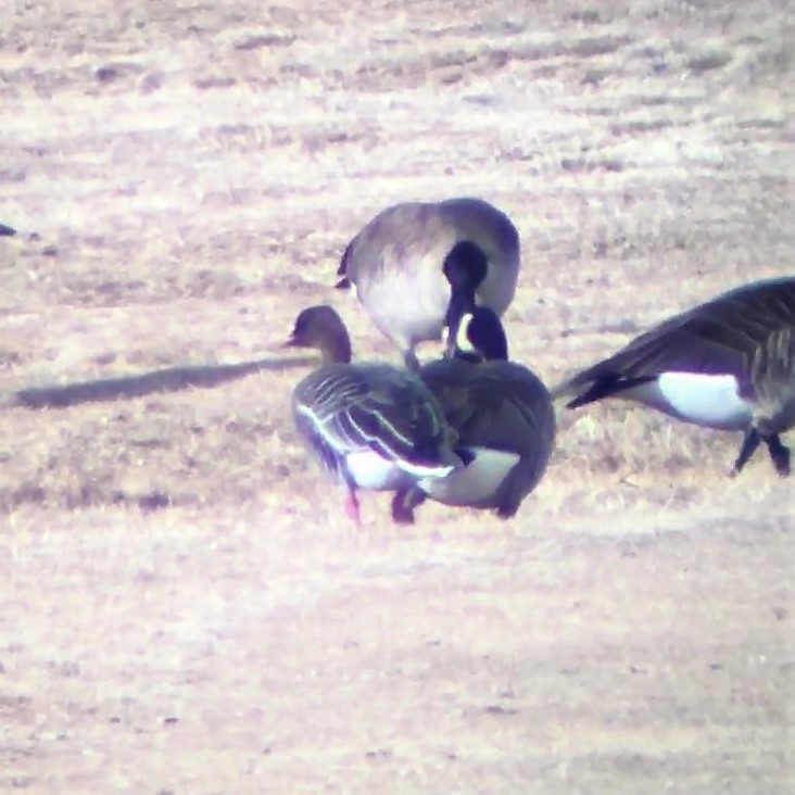 Pink-footed Goose - ML440617061