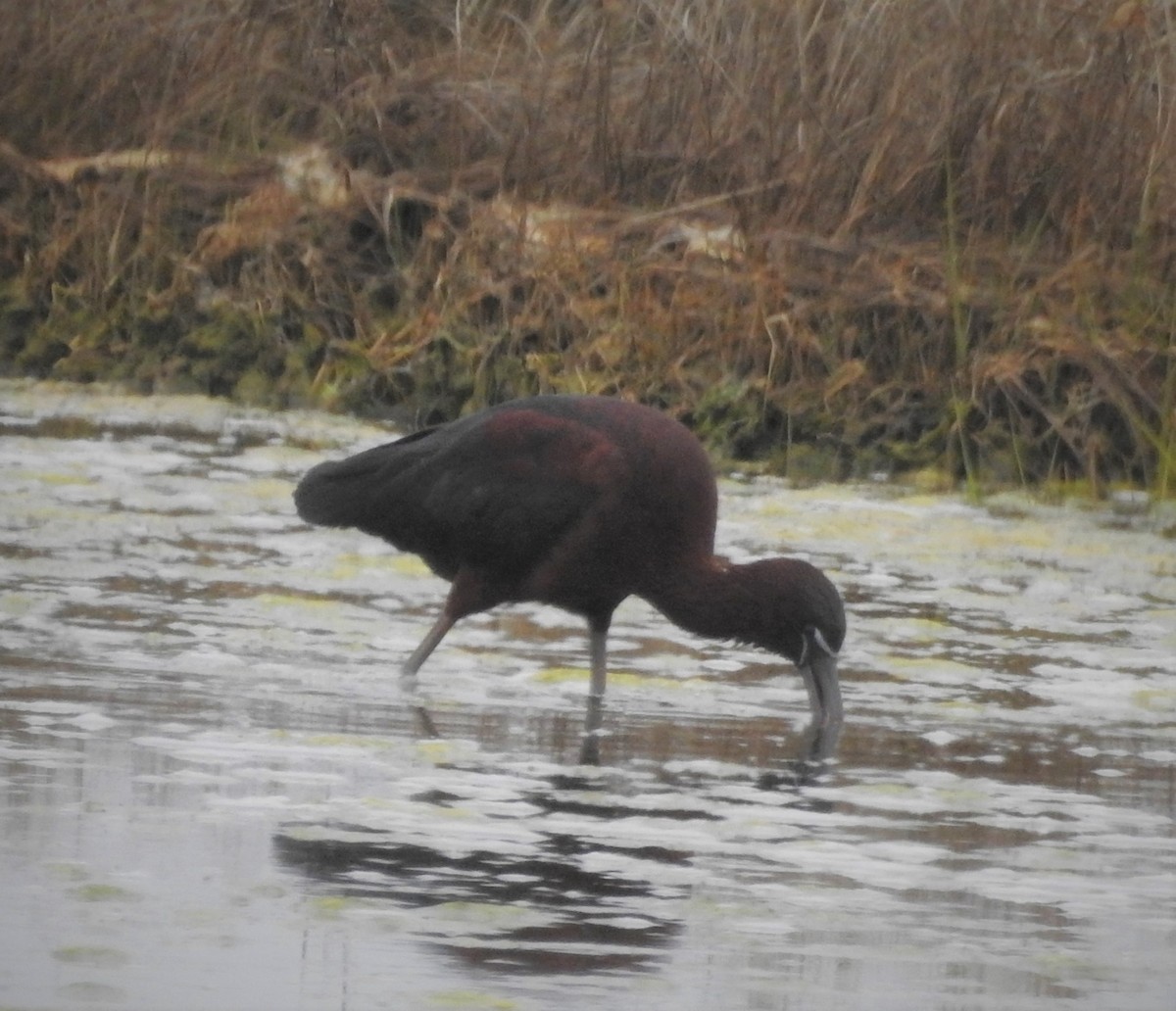 ibis hnědý - ML440617921