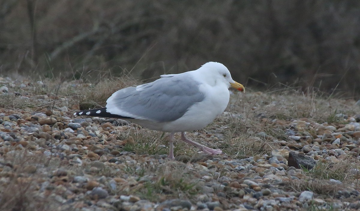 Herring Gull (European) - ML44061831
