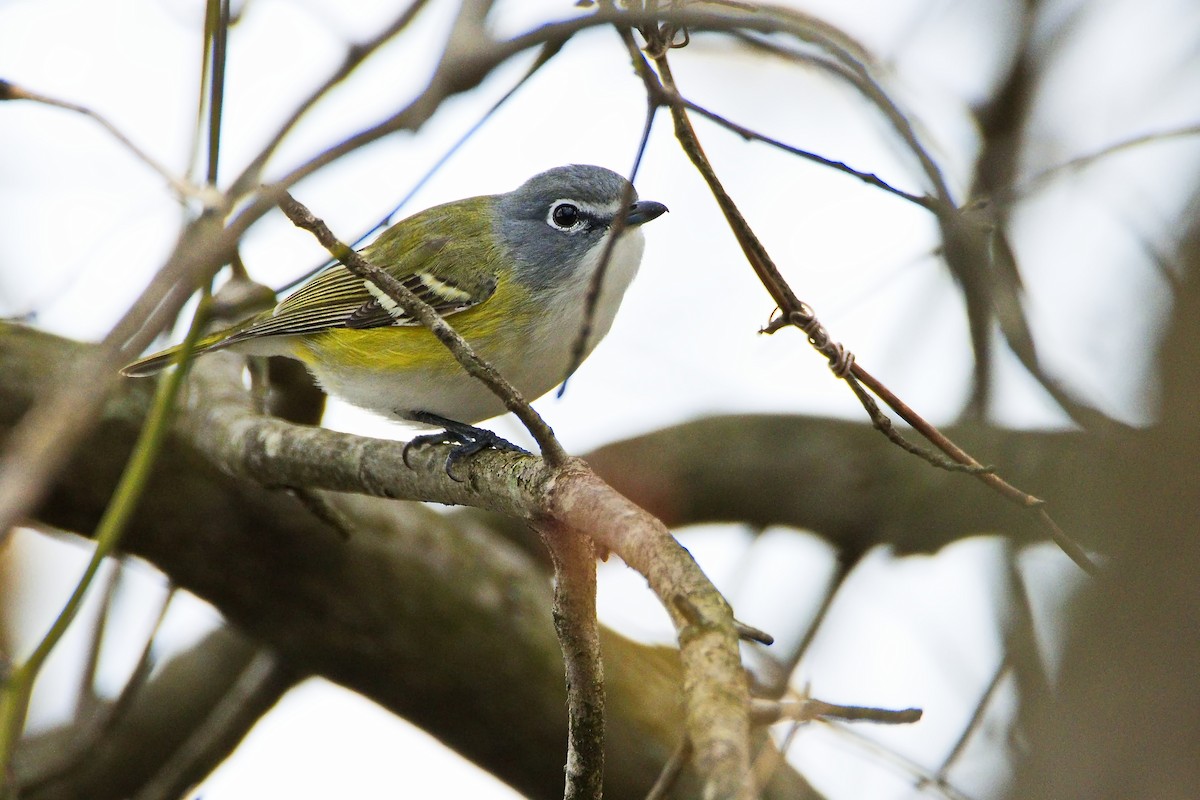 Vireo Solitario - ML440619351