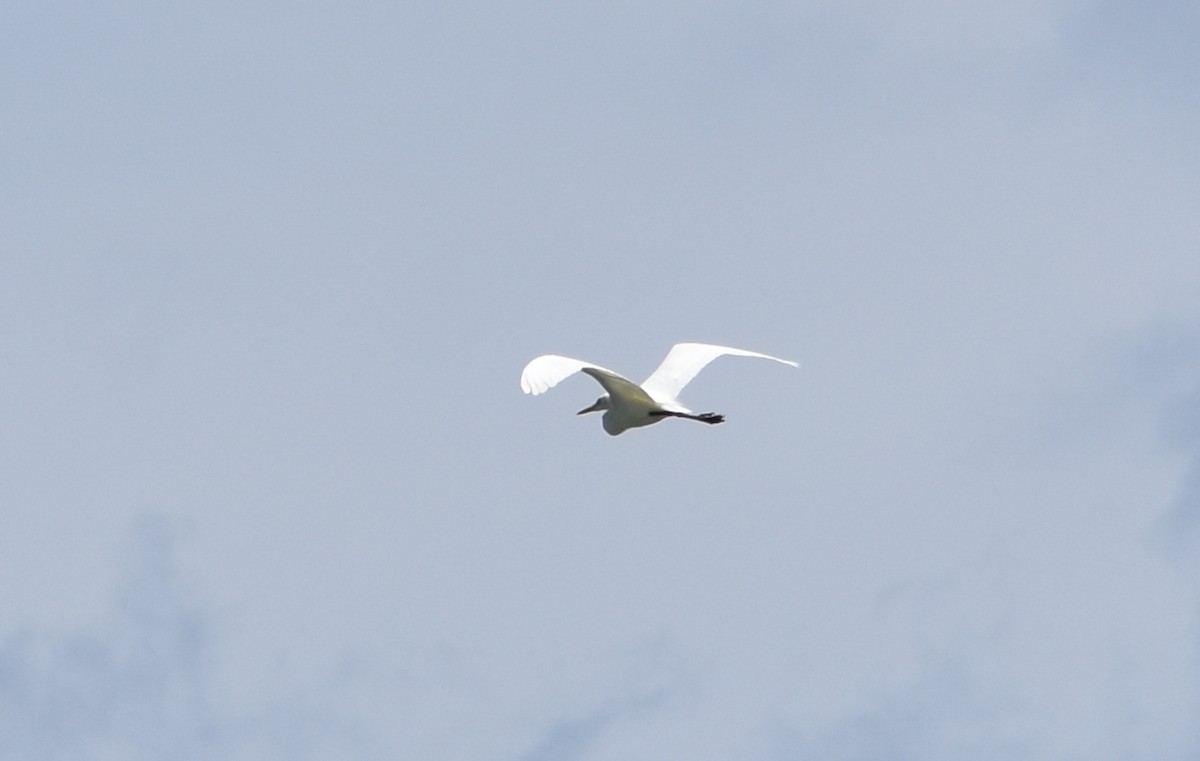 Medium Egret - ML44061981