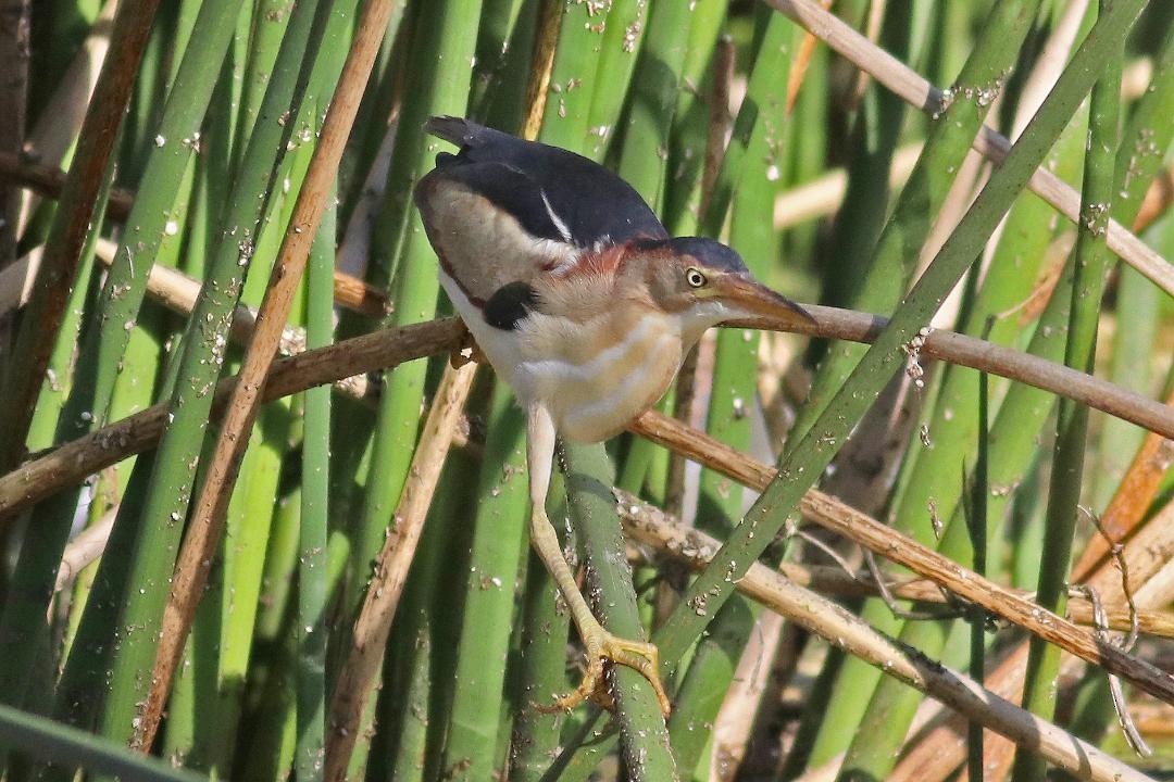 Least Bittern - Chris Runk