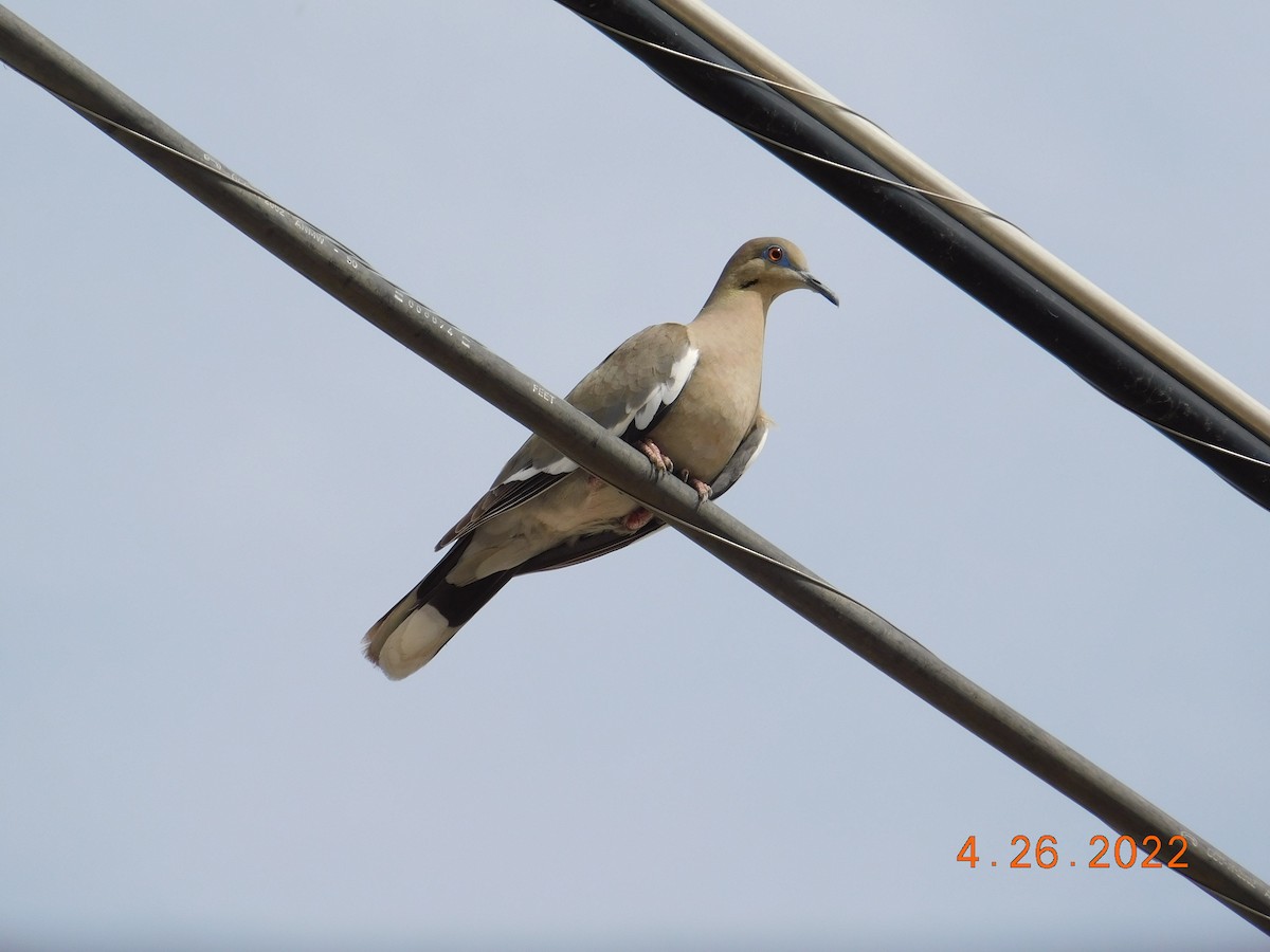 White-winged Dove - ML440621361