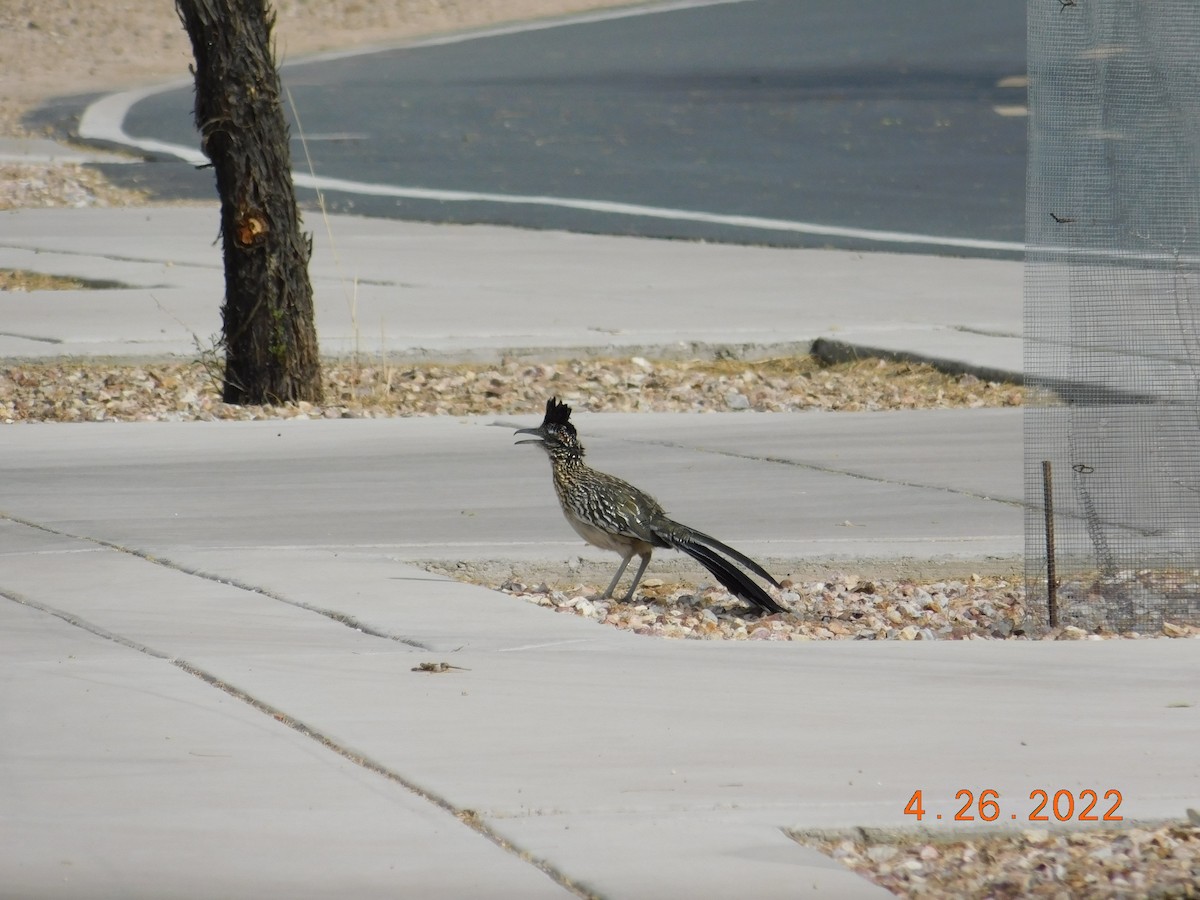 Greater Roadrunner - Noah Henkenius