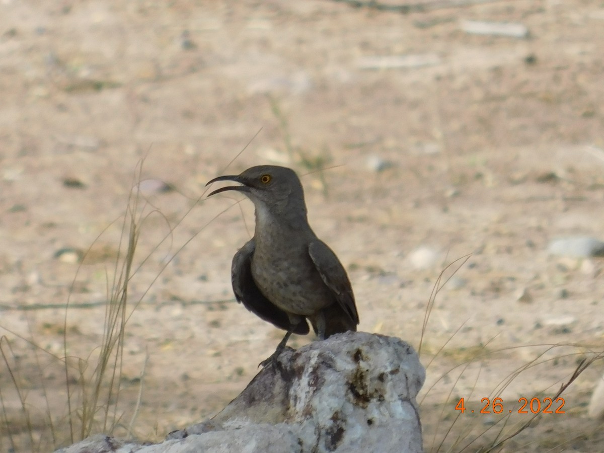 Curve-billed Thrasher (palmeri Group) - ML440621631