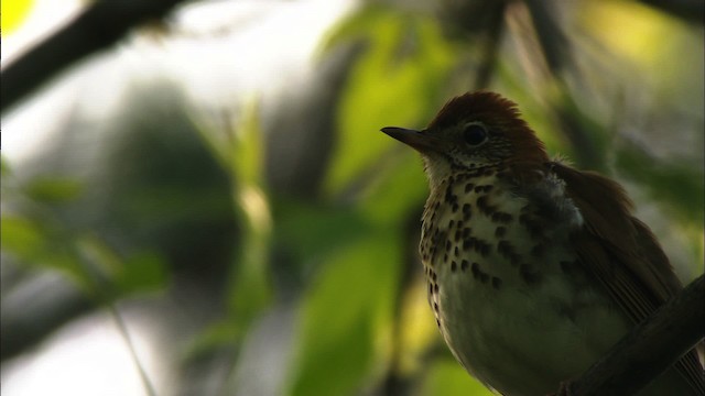 Wood Thrush - ML440622