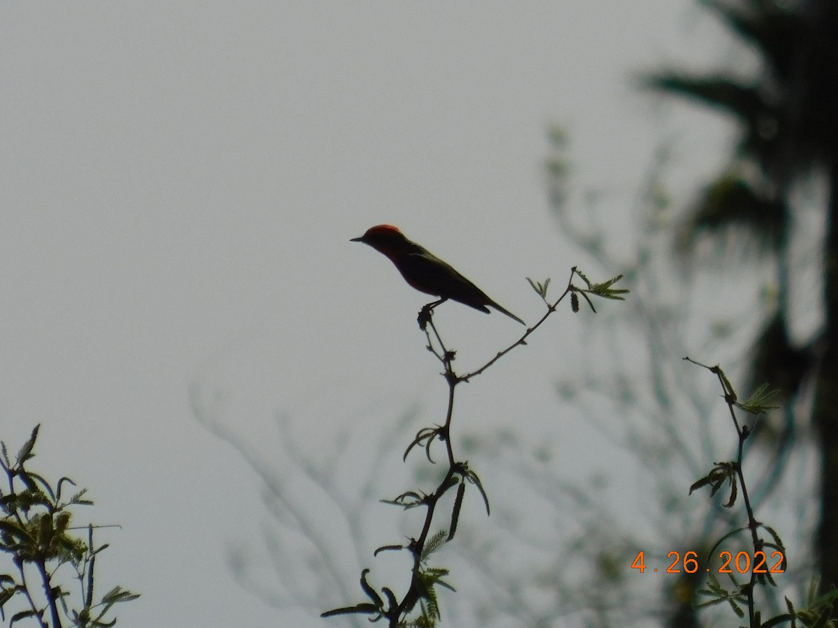 Vermilion Flycatcher - ML440622131