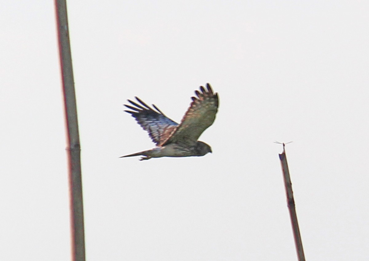 Eastern Marsh Harrier - ML44062251