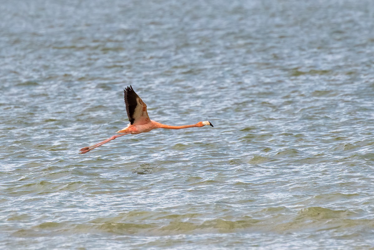 American Flamingo - ML440622761